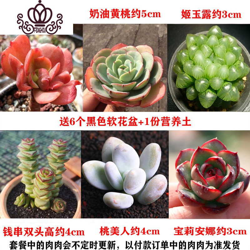 封后多肉植物组合盆栽新手肉肉套餐稀有品种老桩生石花玉露桃蛋套餐2 如图6颗精选肉肉送盆送土裸根不带土图片 高清实拍大图 苏宁易购