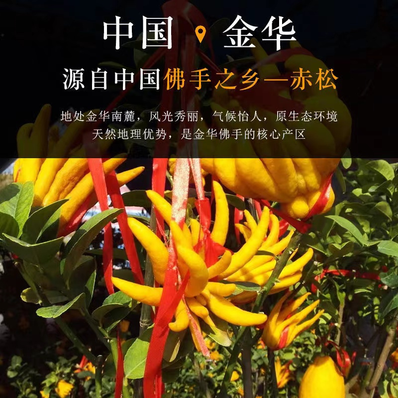 5斤(1个果)金佛手果现摘金华金佛手鲜果香橼供观赏把玩除味食用佛手水