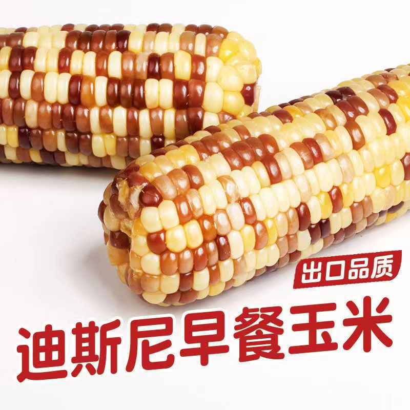 糯玉米真空彩糯210g/支非转基因甜糯玉米新鲜即食糯米香糯 6支/8支装高清大图