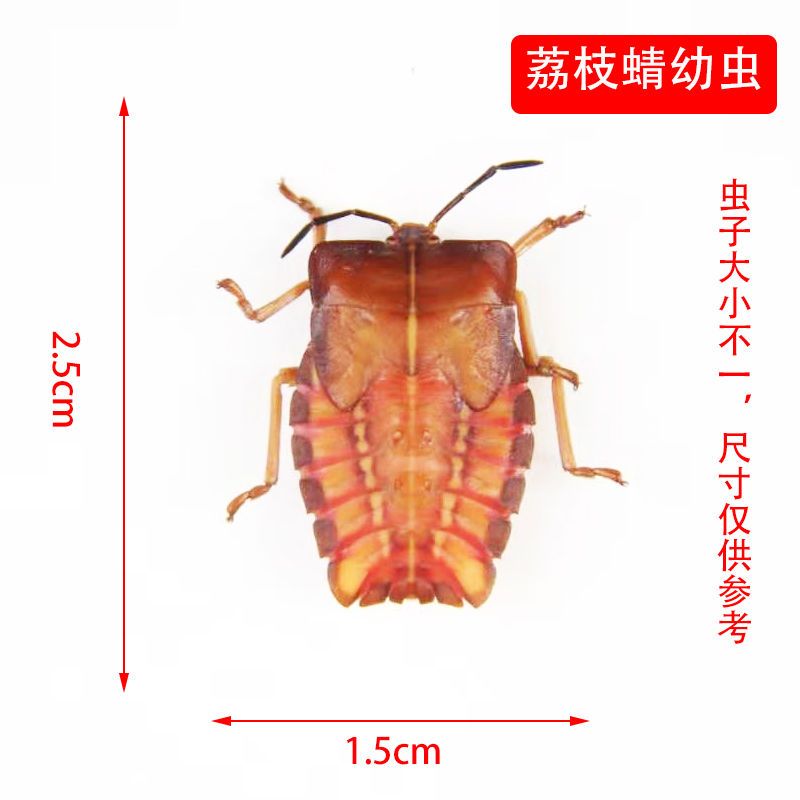 荔枝蝽昆虫标本真虫甲虫标本昆虫螳螂标本知了蝉天牛标本独角仙标本摆件报价 参数 图片 视频 怎么样 问答 苏宁易购