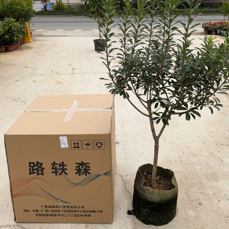 路轶森 杨梅树高1.5-2m 棵高清大图