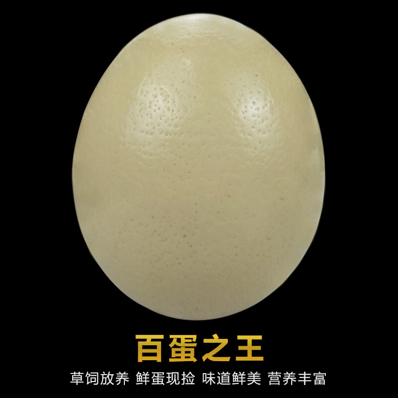 [西沛生鲜]顺丰快递 新鲜鸵鸟蛋 2.5斤/个 食用超大蛋可 鲜蛋送礼雕刻 大蛋 营养丰富