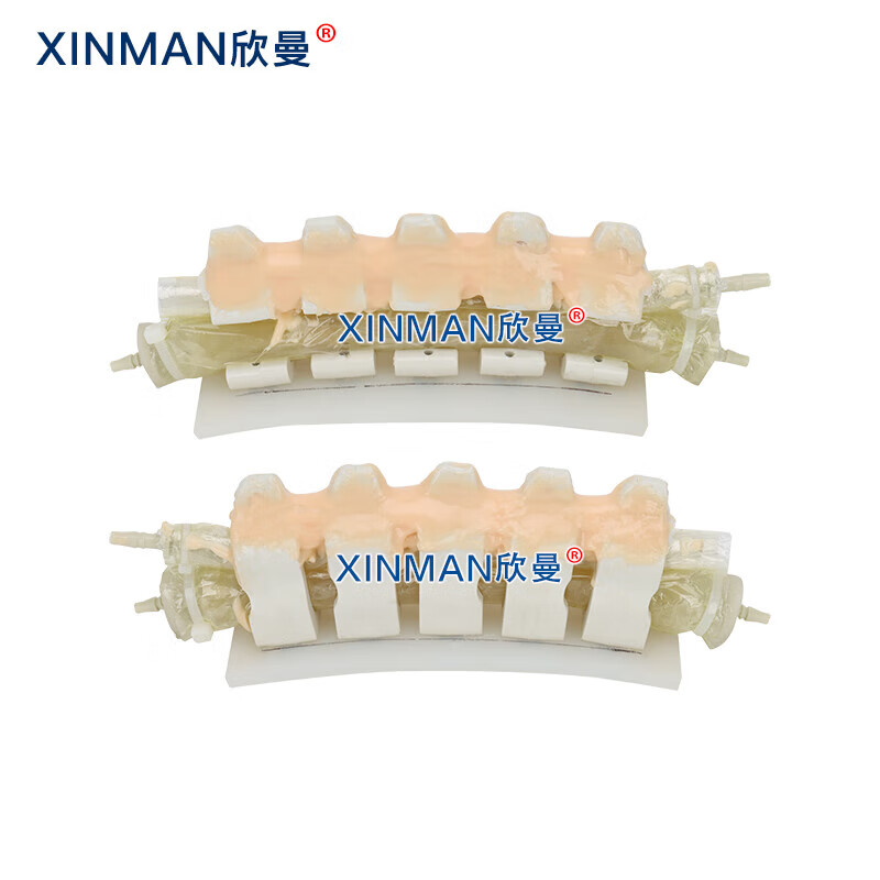 欣曼科教 腰椎穿刺模拟人 教学用腰椎穿刺训练模型XM-YC02高清大图