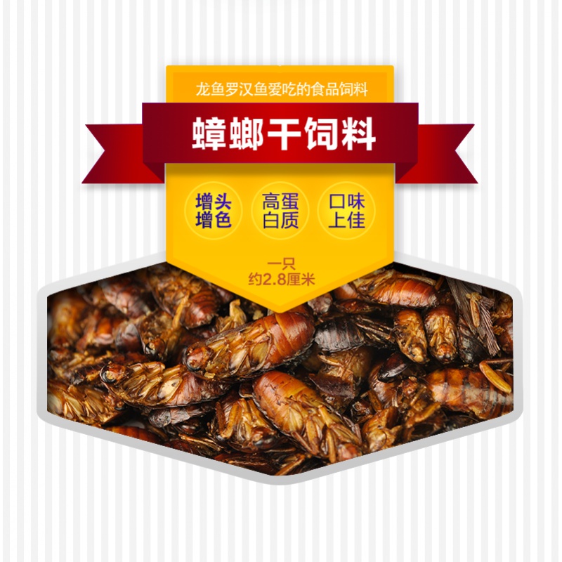 蟑螂干鱼饲料虫干龙鱼用多蛋白蟑螂干饲料发财银龙鱼饲料高清大图