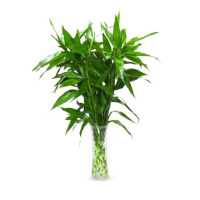 富贵竹 清新绿植观音竹水培植物 大叶富贵竹 70cm左右 [10颗] 不含瓶