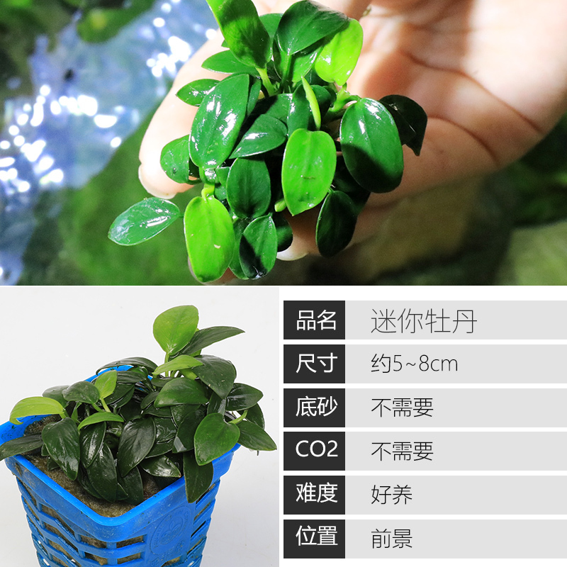 大九叶皇冠草真水草鱼缸装饰懒人水草淡水有茎类中后景性草