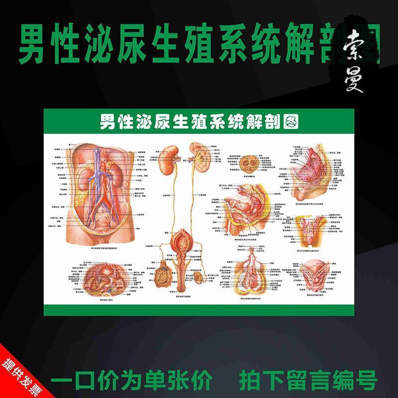永德吉墙贴 装饰贴男女泌尿生殖器解剖图宣传海报男性生殖系统挂图医院医学墙贴画 价格图片品牌报价 苏宁易购索曼家居建材专营店