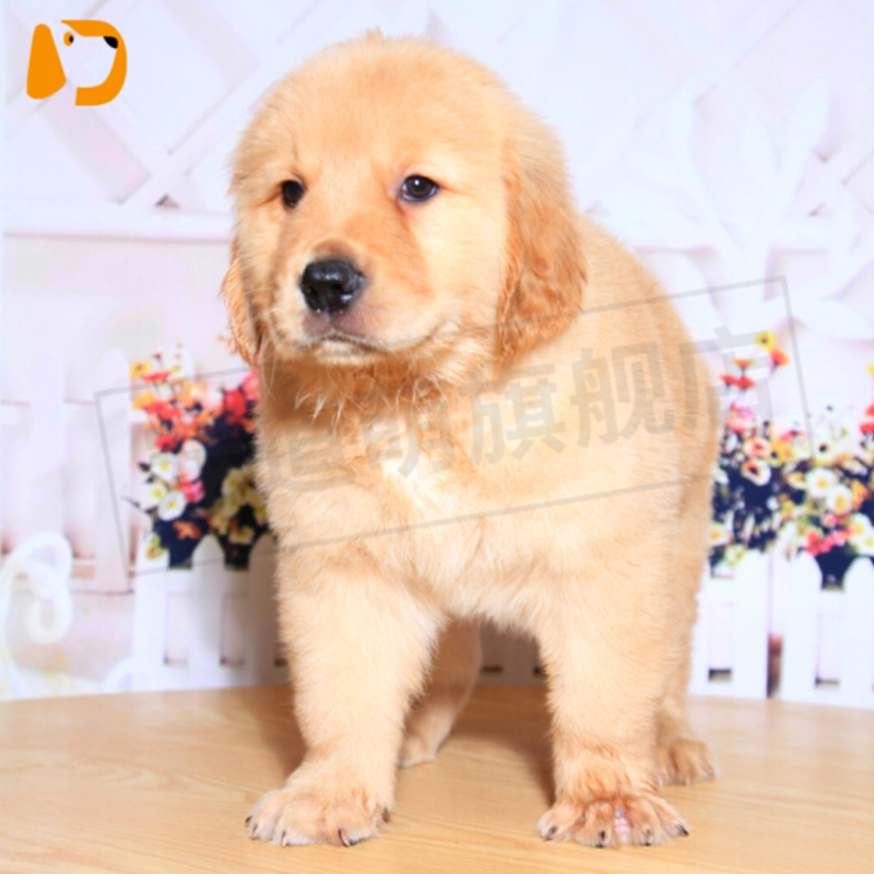 宠太萌 宠物狗活体幼犬 金毛活体 幼犬 金毛犬 全国发货 三个月宠物金毛狗狗 金毛血统ss级 公
