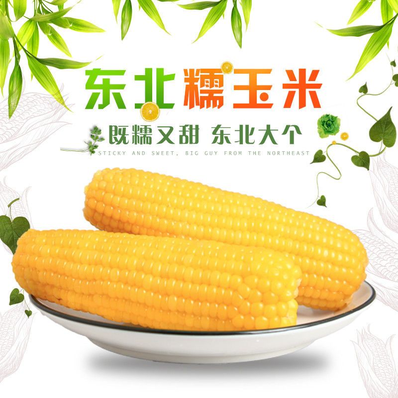 单棒400克东北白糯玉米速冻玉米玉米棒糯玉米粗粮粘玉米非转基因真空4