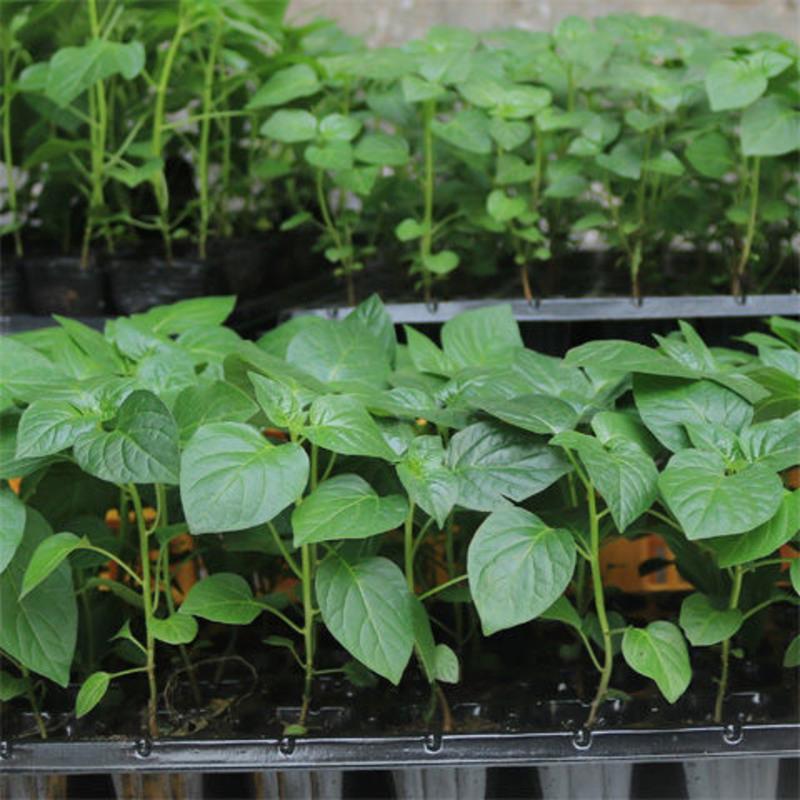 广西五彩椒七彩辣椒苗灯笼椒菜泡椒苗盆栽四季种植大苗五彩椒苗3棵送