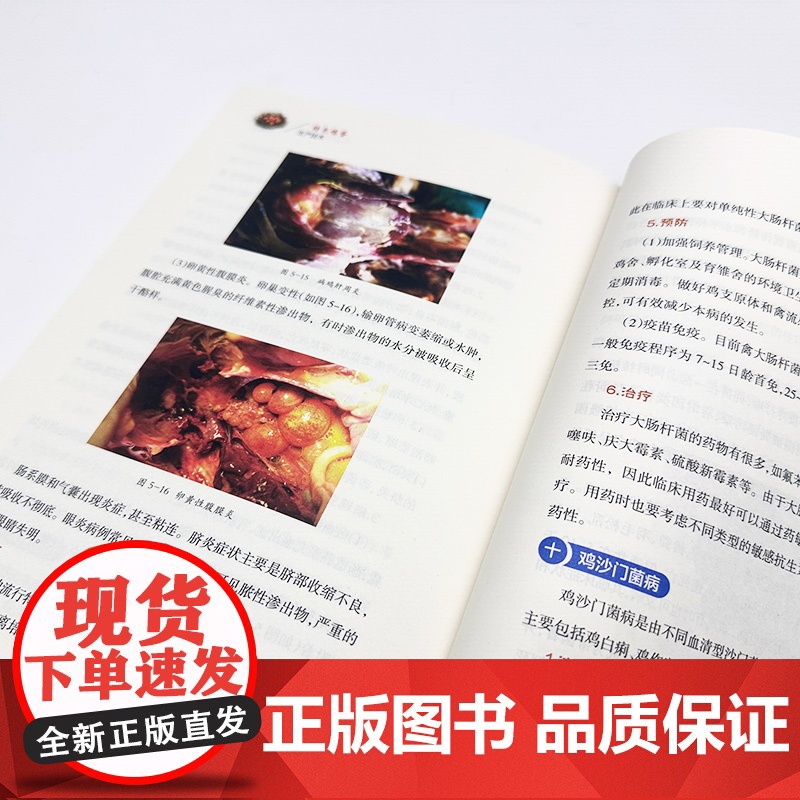 助力乡村振兴出版计划·现代养殖业实用技术系列/特色鸡蛋生产技术高清大图