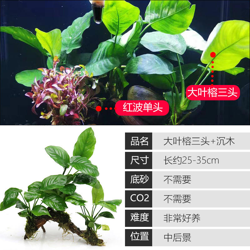 大九叶皇冠草真水草鱼缸装饰懒人水草淡水有茎类中后景性草