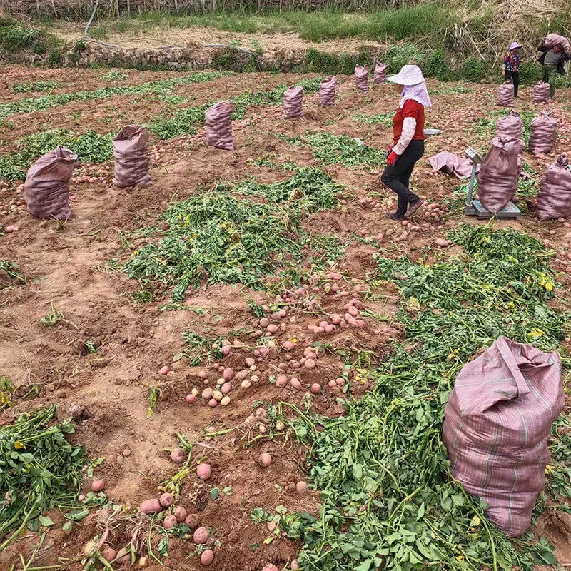 [五个农民]云南高山红皮土豆3斤装 新鲜蔬菜农家自种马铃薯黄心洋芋