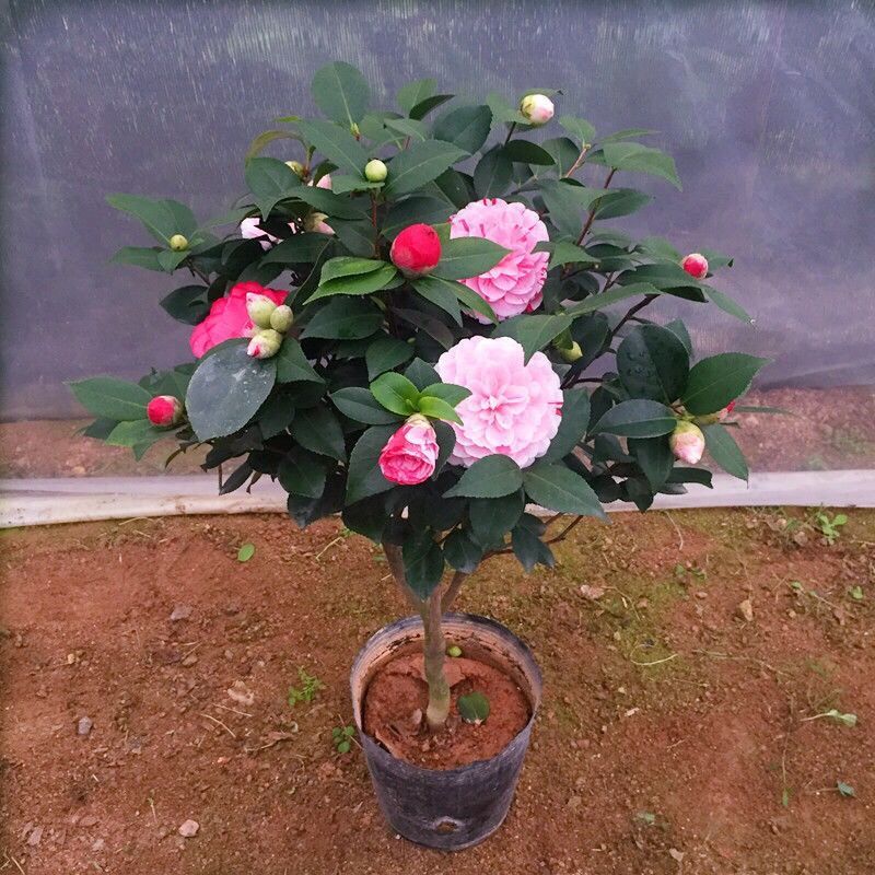 图书>农业/林业>园艺>图书其它>茶花树苗五色赤丹茶花香妃茶花盆栽