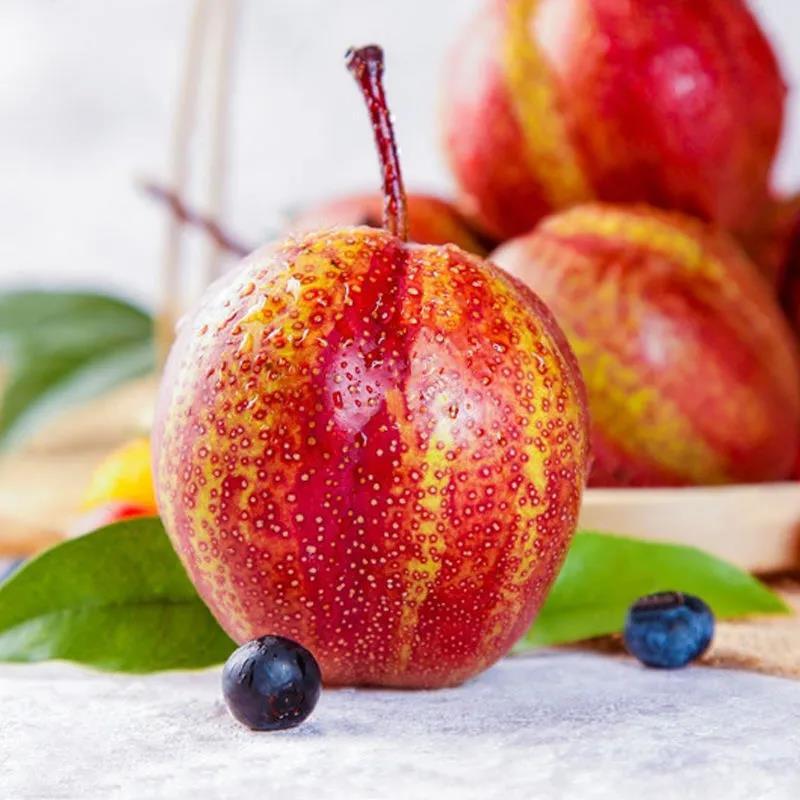 鲜木陕西彩虹梨子新鲜水果薄皮七彩脆香甜红皮梨农家孕妇应当季果359