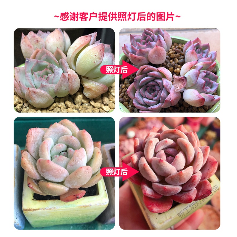 苏宁放心购 多肉补光灯家用上色全光谱led仿太阳日照花卉层架绿植物生长灯高清大图