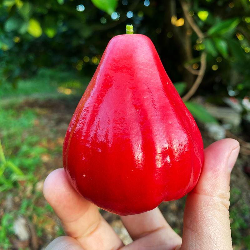 海南红宝石莲雾果 当季新鲜红莲雾红果雾莲果 热带水果特产 特惠3斤装