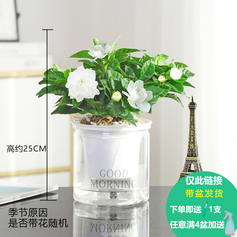 弹痕园艺用品发财树办公室内弹痕小绿植盆栽栀子花卉绿萝水培富贵竹 巴西木多肉植物 懒人圆柱吸水盆 栀子花含盆 价格图片品牌报价 苏宁易购艾迪瑞园艺用品专营店