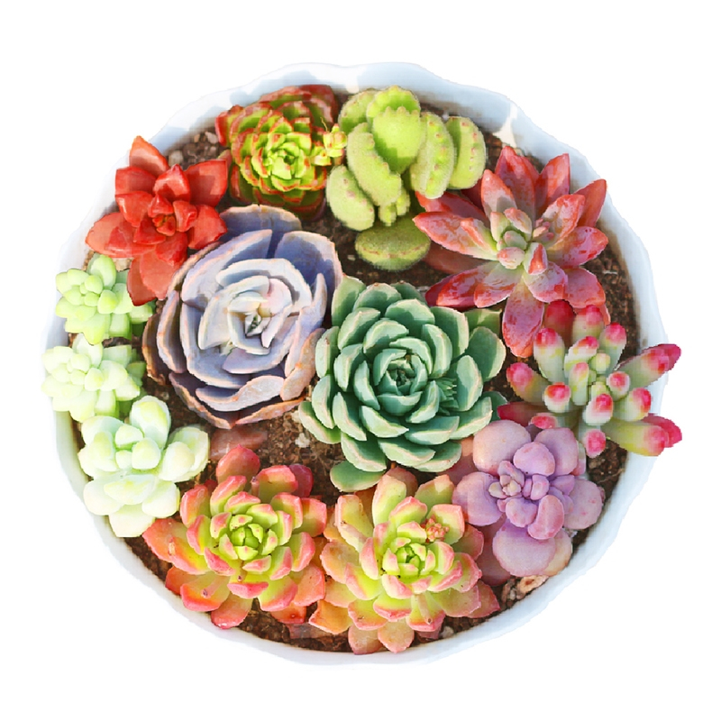 古达多肉植物种植肉肉植物绿植花卉盆栽多肉植物新款肉嘟嘟室内植物