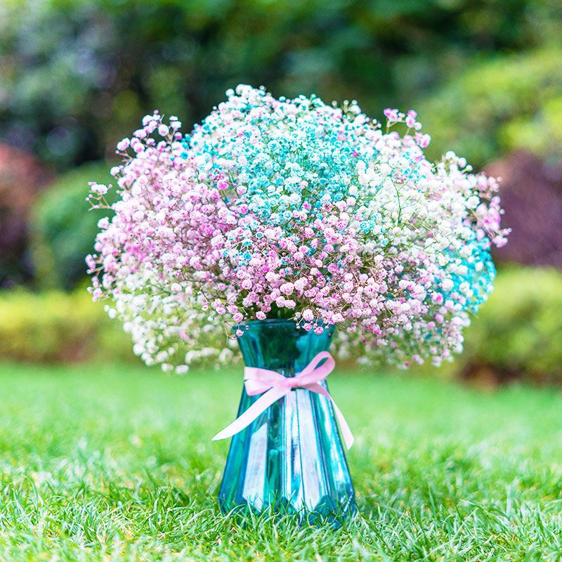 多色满天星干花花束真花鲜花瓶勿忘我批发永生花卉客厅装饰品摆件 勿忘我 4色混搭 1束花(无花瓶)