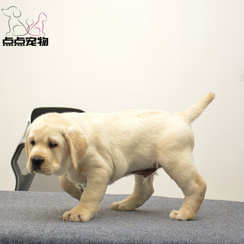 [点点宠物]宠物狗狗纯种拉布拉多犬幼犬 血统级拉布拉多 短毛家养健康宠物狗 高智商导盲犬 黄色奶白色黑色 可视频挑选高清大图