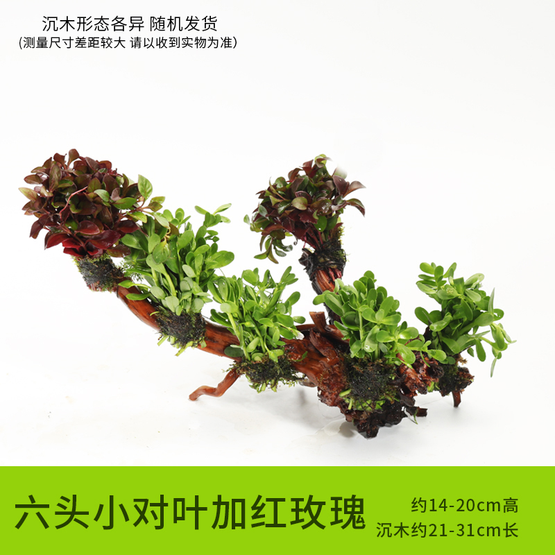 鱼缸装饰造景套餐真水沉木后景缸植物淡水小水榕养鱼懒人