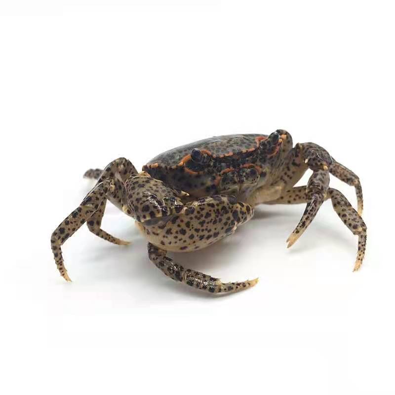 相手蟹相守蟹观赏蟹淡水蟹螃蟹活体水族宠物豹点蟹辣椒蟹将军蟹