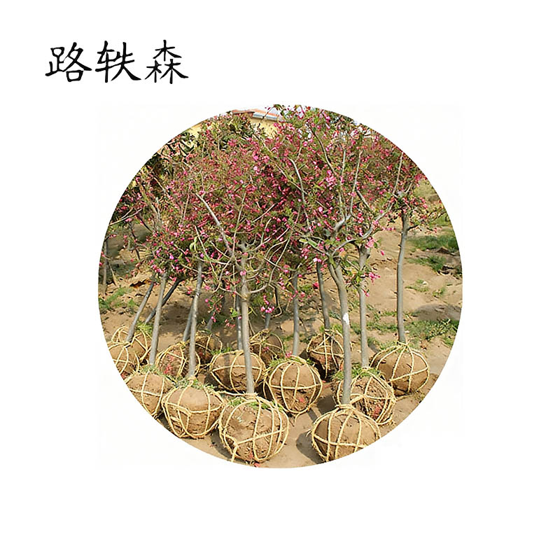 路轶森 海棠树 5公分 棵高清大图