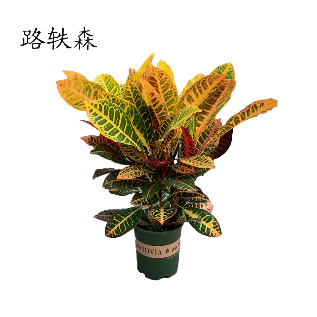 路轶森 七彩变色木 50cm高