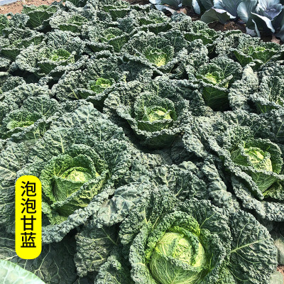 泡泡甘蓝0.5克约100粒 皱叶甘蓝种子泡泡甘蓝种籽春秋四季播阳台盆栽生食沙拉蔬菜种籽孑