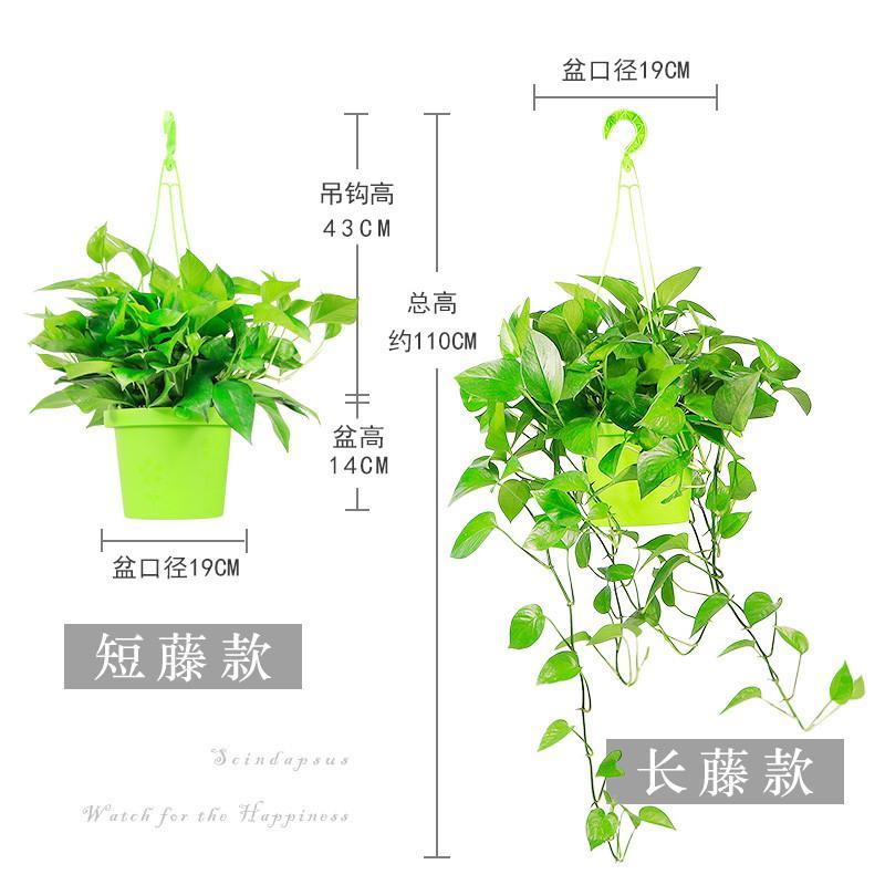 绿萝兰花卉水培盆栽室内净化空气吸甲醛植物办公室水养长藤绿萝