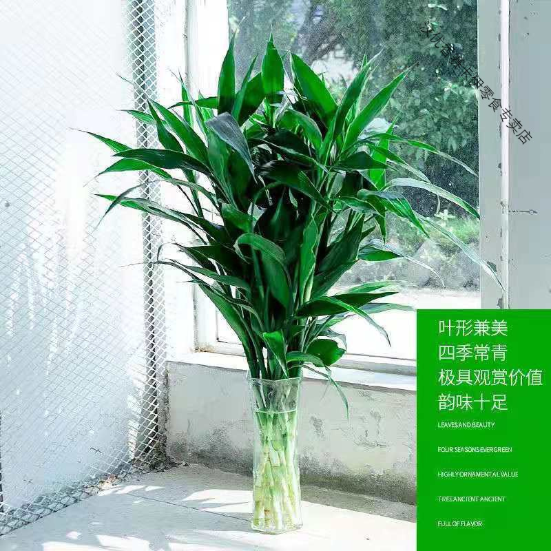 富贵竹水培植物盆栽绿植花卉室内花客厅招财水养绿萝竹节节高