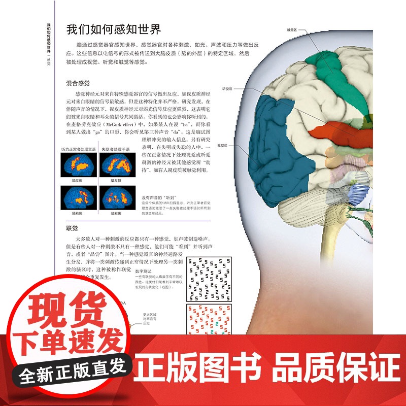 DK大脑百科 关于大脑解剖结构 功能和疾病的图解指南 科普百科 健康生活 北京科学技术出版社高清大图