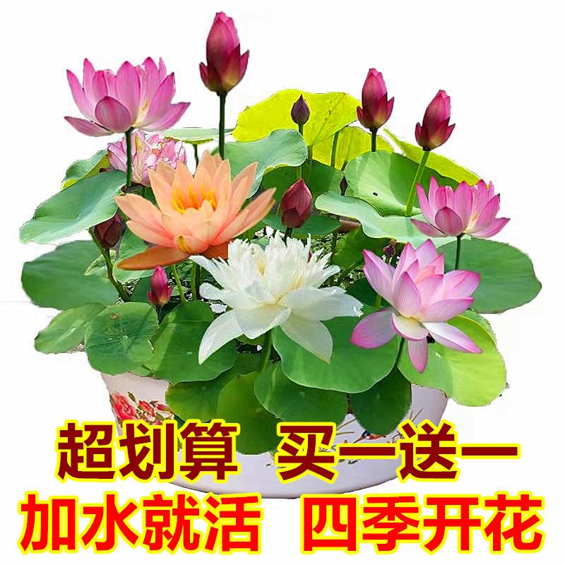 宠弗园艺用品宠弗碗莲水培植物花种籽子四季开花盆栽阳台水养睡荷莲花种子花种子 价格图片品牌报价 苏宁易购盈厚专营店