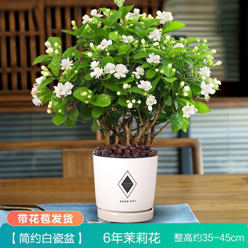 弹痕园艺用品茉莉花盆栽弹痕树苗老桩植物室内花卉四季开花易活带花苞绿茉莉6年苗 送肥料生根粉简约白瓷盆 底托 带花苞 带盆栽 好 价格图片品牌报价 苏宁易购艾迪瑞园艺用品专营店