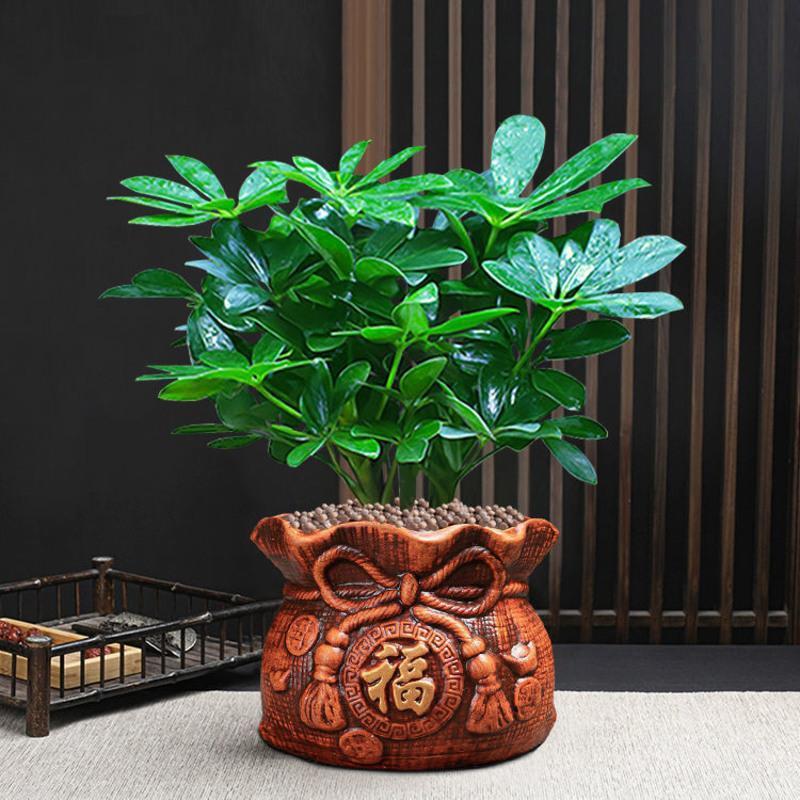 四季常青八方来财招财树鸭脚木室内阳台桌面绿植花卉盆栽发财树 八方来财2棵苗[无花盆]+肥