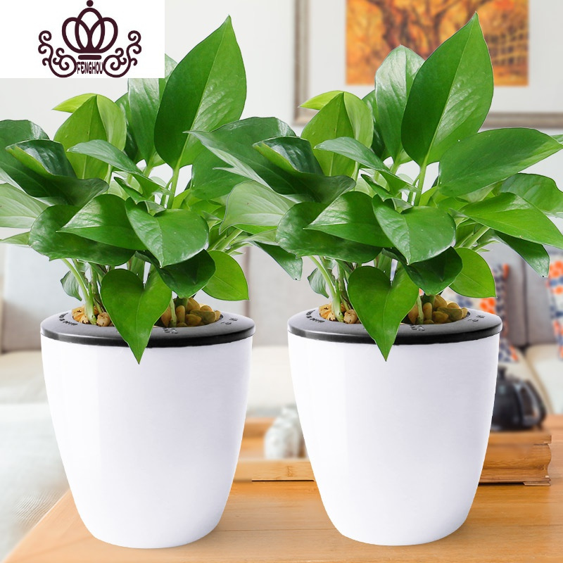 封后绿萝植物盆栽室内水培植物常盘景绿植花卉办公室盆栽四季常青绿箩