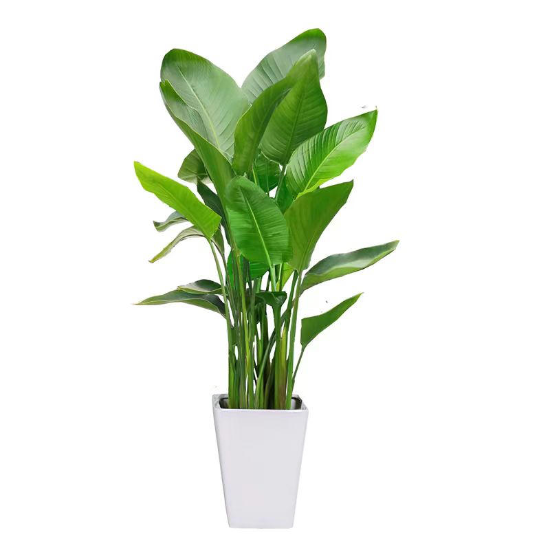 天堂鸟 150-170cm /束