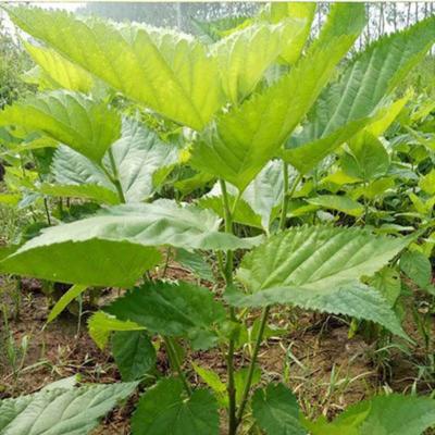 2年苗1株不含盆桑树苗大叶桑葚树苗盆栽地栽桑蚕树四季桑叶喂养蚕宝宝