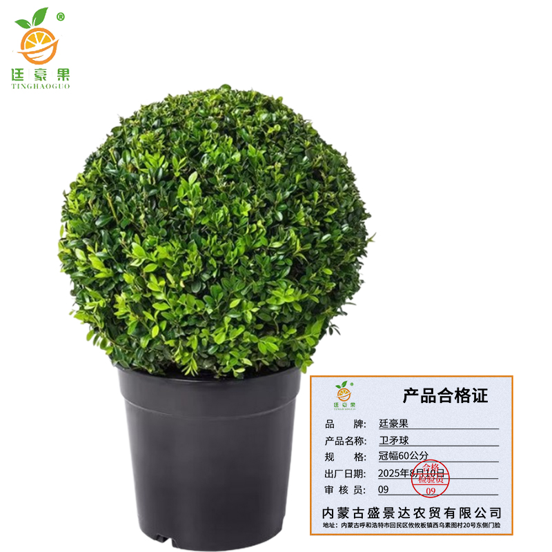廷豪果 卫矛球 冠幅60公分 /棵高清大图