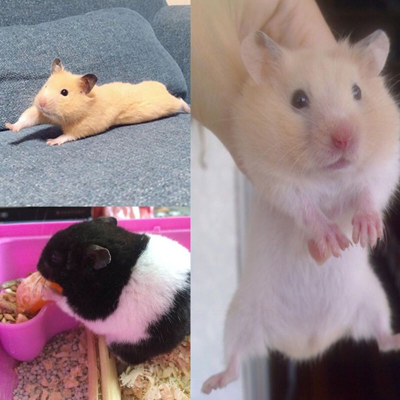 米熊公自家仓鼠金丝熊活体一只学生宠物活物公母金丝熊米熊奶牛熊虎纹