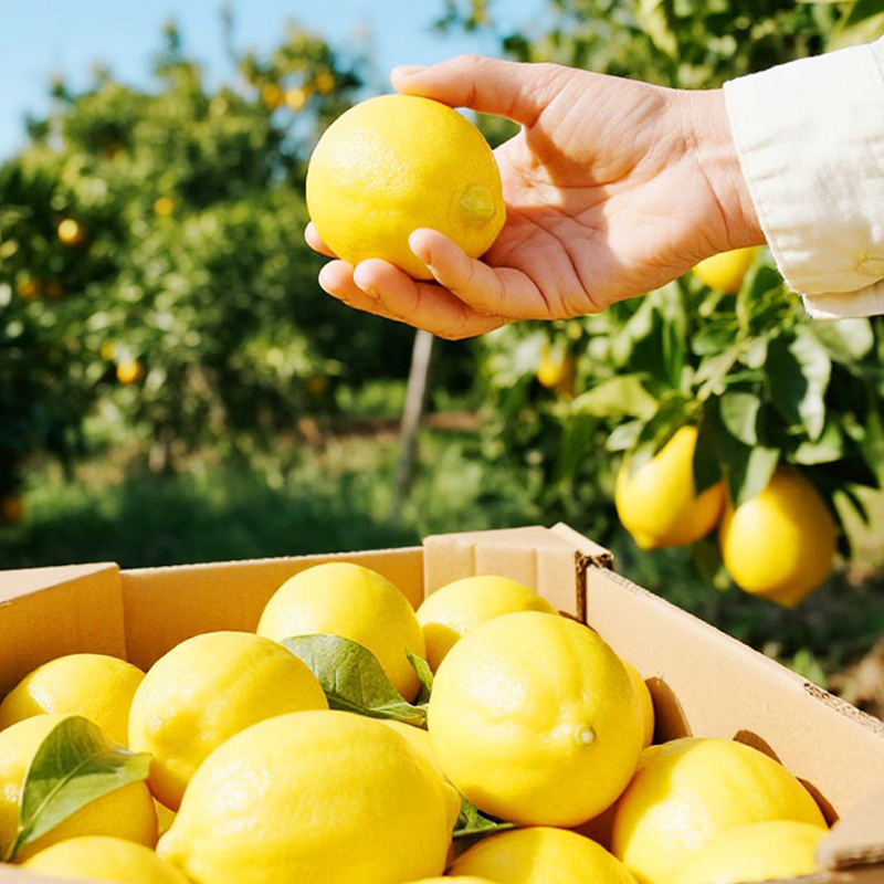 福兰农庄 冰冻柠檬水礼盒 1Lx4瓶 盒高清大图