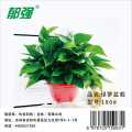 郁强 绿萝盆栽 180#/罐