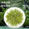 碧螺春明前茶浓香当季新茶泡茶煮水口粮茶过年过节送礼好物9260