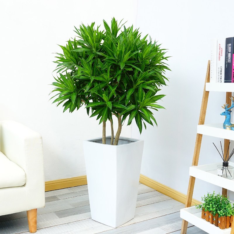 百合竹盆栽植物室内外大型绿植净化空气吸甲醛百合竹植物绿植