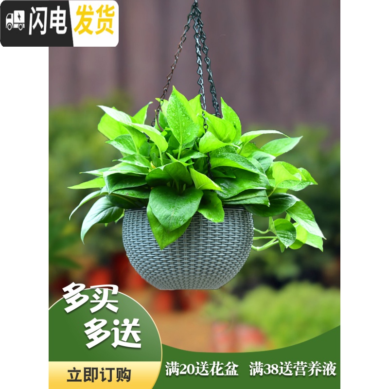三维工匠仿藤编吊兰花盆悬挂式塑料垂吊篮壁挂创意个性自吸水培绿萝盆 银灰色(带隔水网) 特大花盆容器高清大图