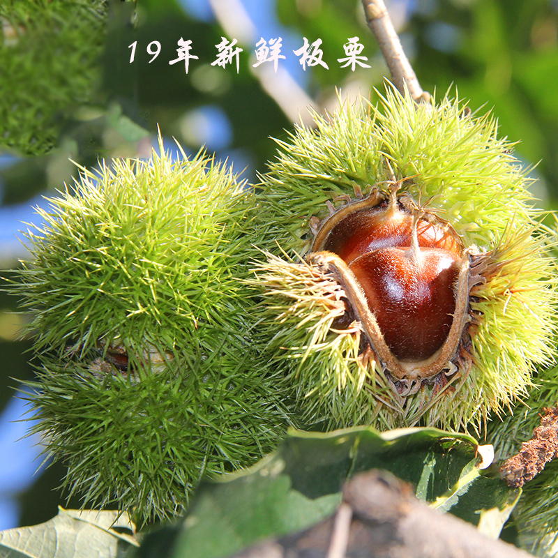 [鲜板栗5斤装大粒一元硬币大小]2019年下树生新鲜锥栗非即食生鲜毛栗散装