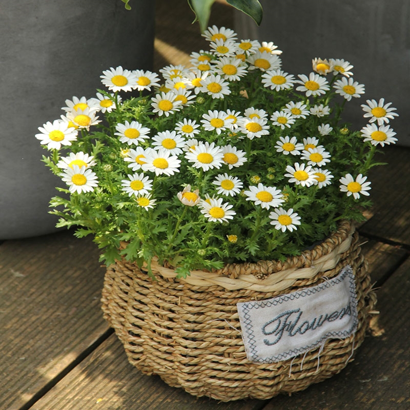 回固花种子小雏菊种子盆四季易种易活盆栽苗太阳花室内外阳台庭院