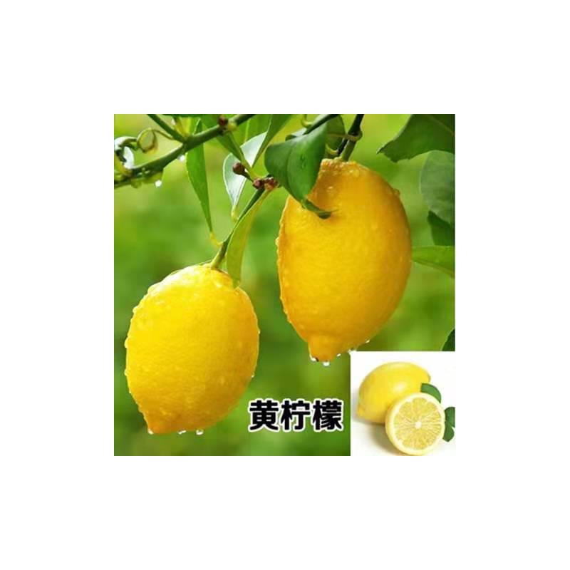 柠檬树 盆栽 柠檬树苗 盆栽带果 柠檬苗 柠檬苗四季结果