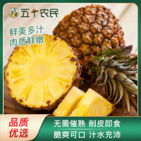 五个农民海南金钻凤梨净重4.5斤大果应季新鲜手撕凤梨水果菠萝无眼香水大菠萝自营水果生鲜 脆爽可口 无需催熟 削皮即食